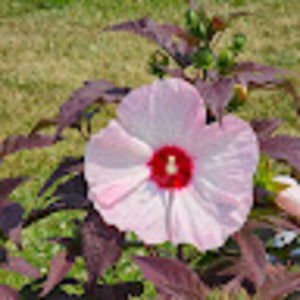 Meet Your Posher; Tammy  @Cateyedwoman/ 1Antique Junkie